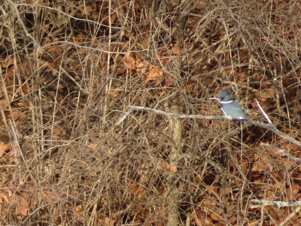 Belted Kingfisher - ML631773752