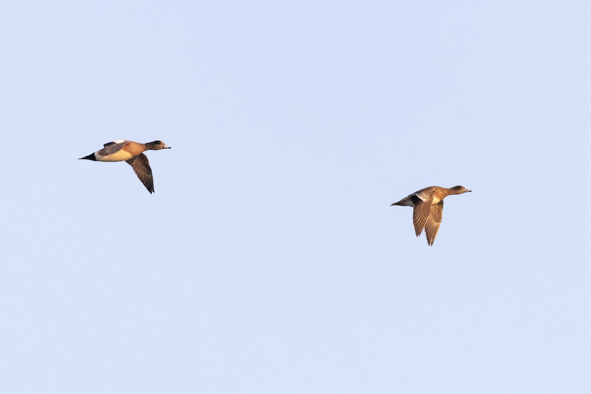 American Wigeon - ML631773807