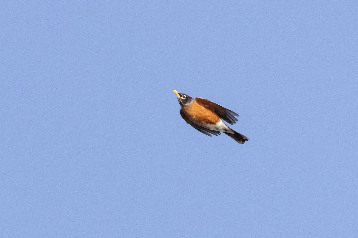 American Robin - ML631773839