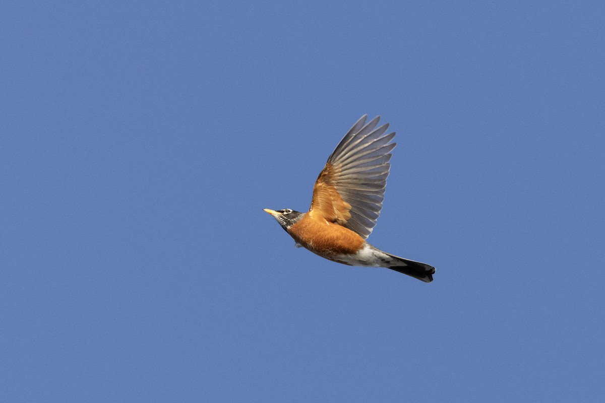 American Robin - ML631773841