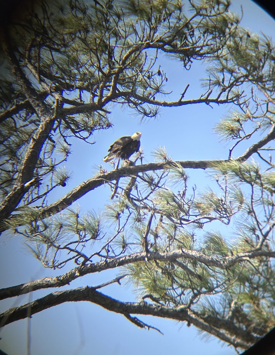 Pigargo Americano - ML631773960