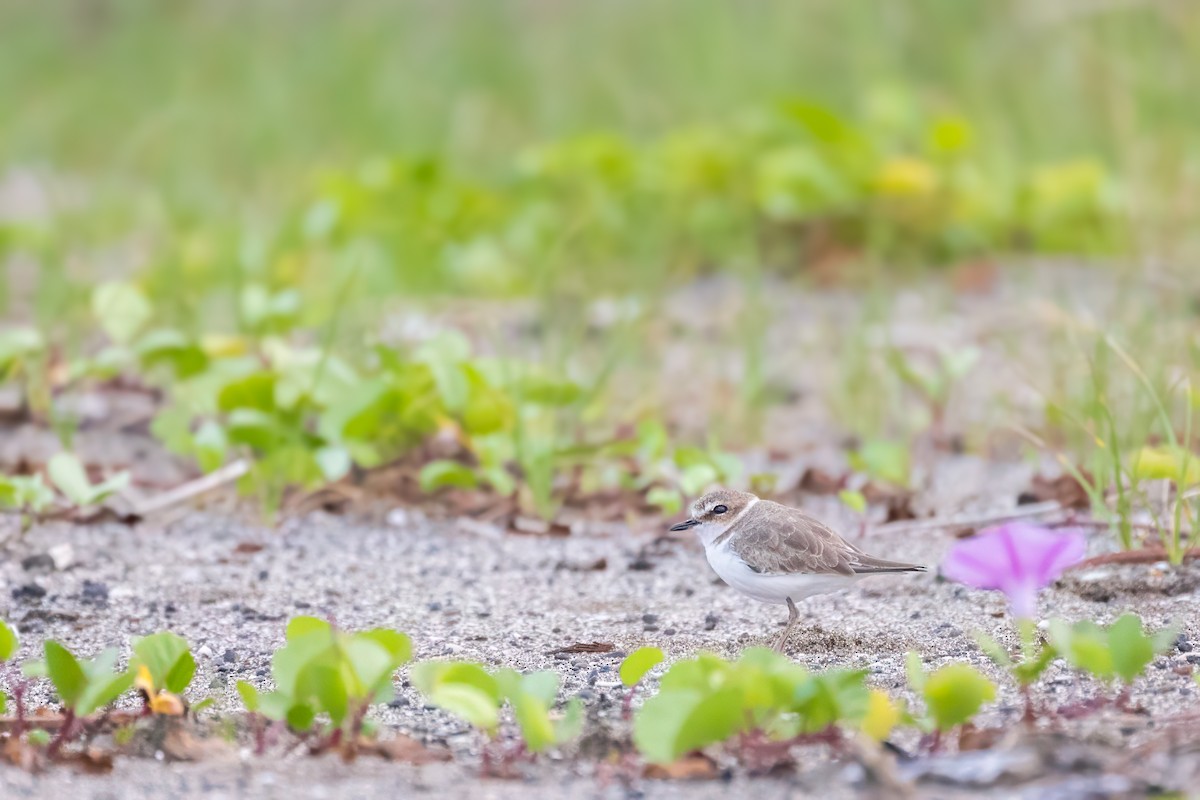 Javan Plover - ML631774026