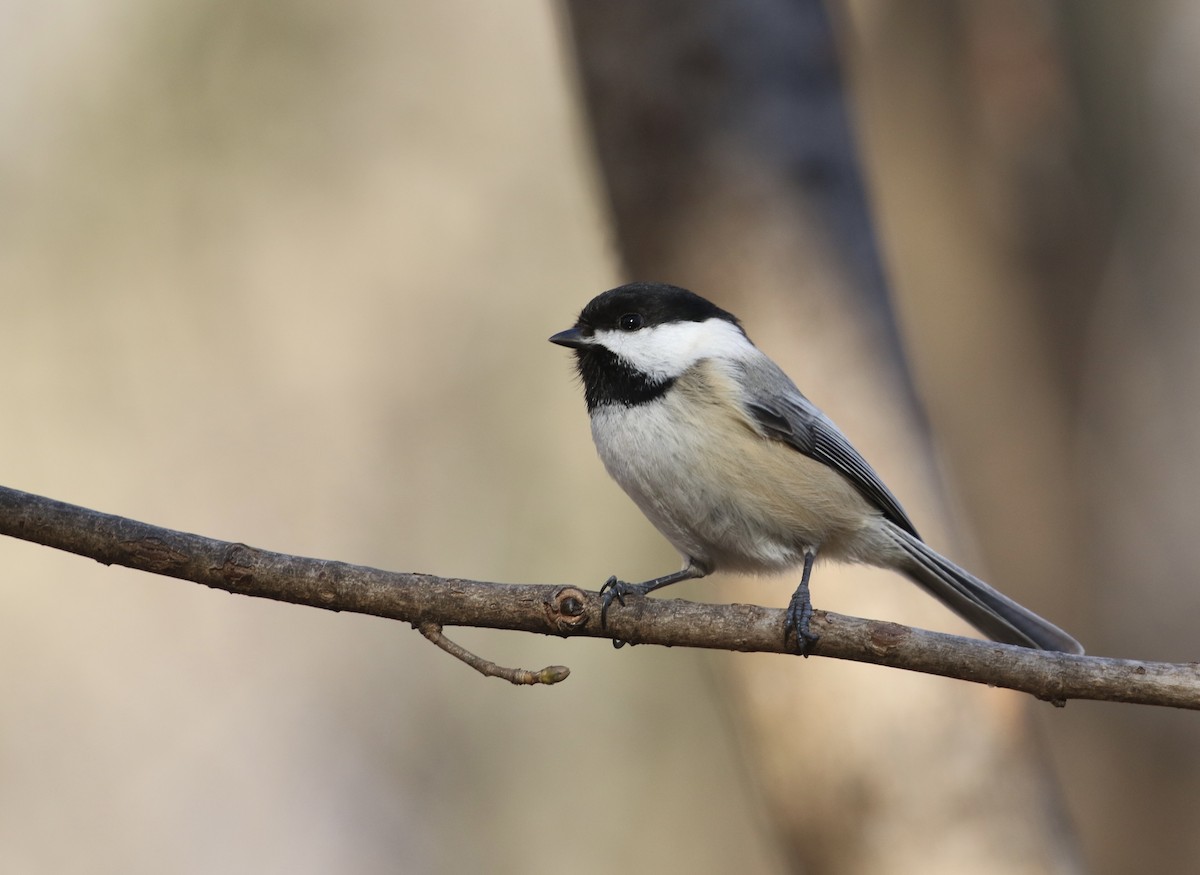 Black-capped Chickadee - ML631774066