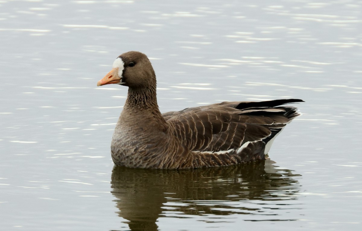 Antzara muturzuria - ML631774112