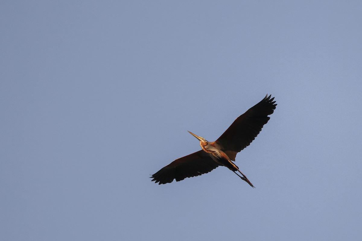 Purple Heron (Purple) - ML631774126