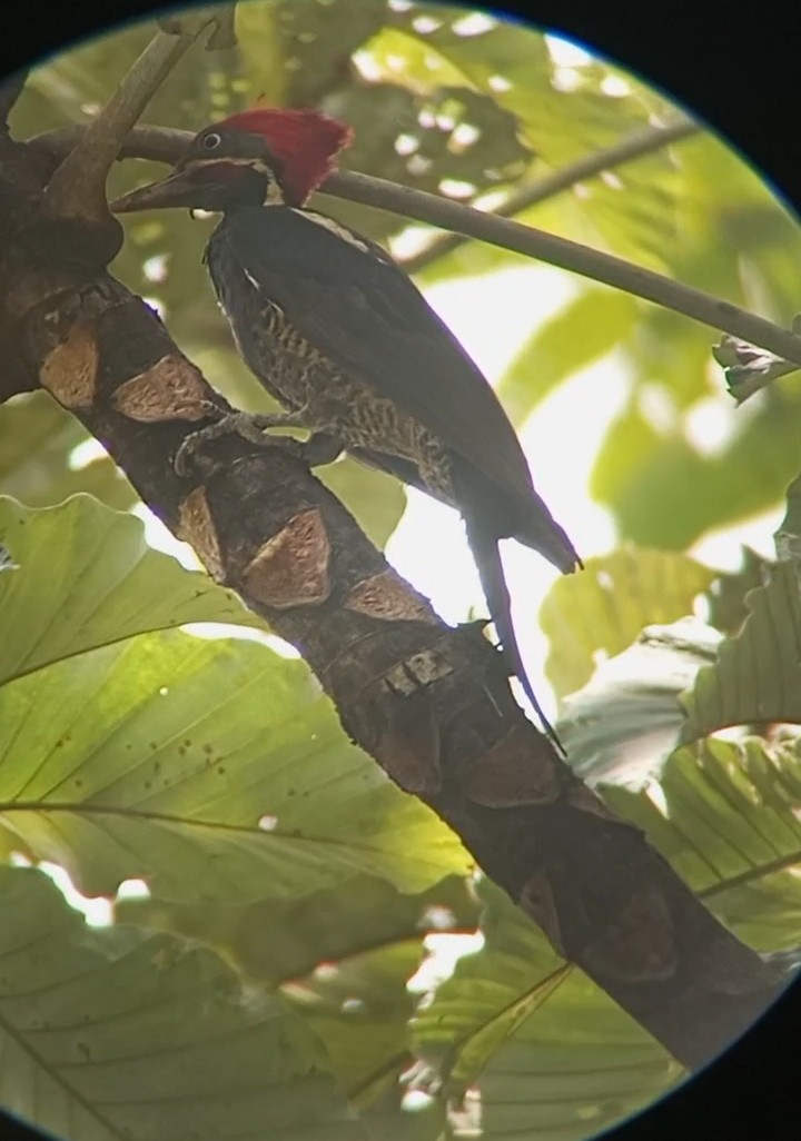 Lineated Woodpecker - ML631774266