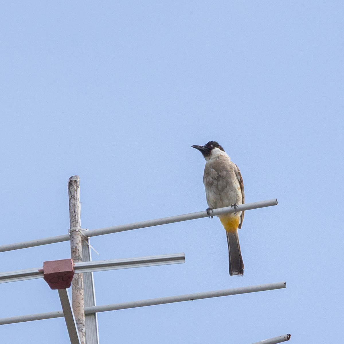 Sooty-headed Bulbul - ML631774273
