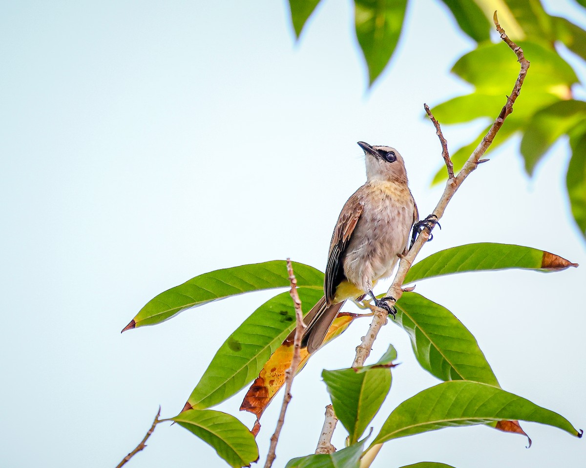 Yellow-vented Bulbul (Sunda) - ML631774290