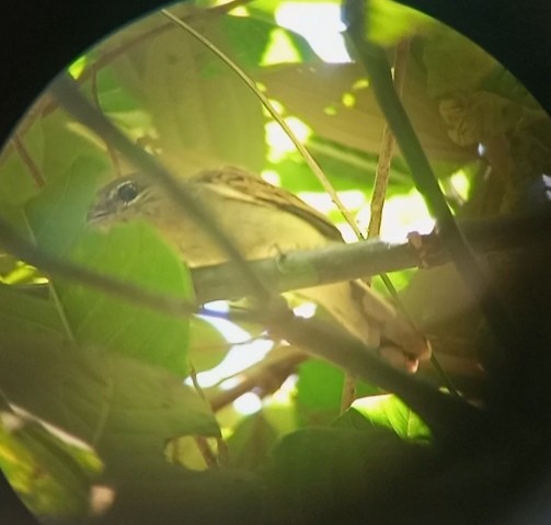 White-winged Becard - ML631774368