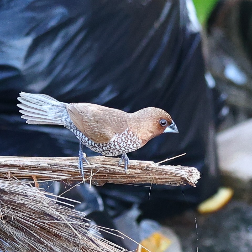 Scaly-breasted Munia (Scaled) - ML631774375