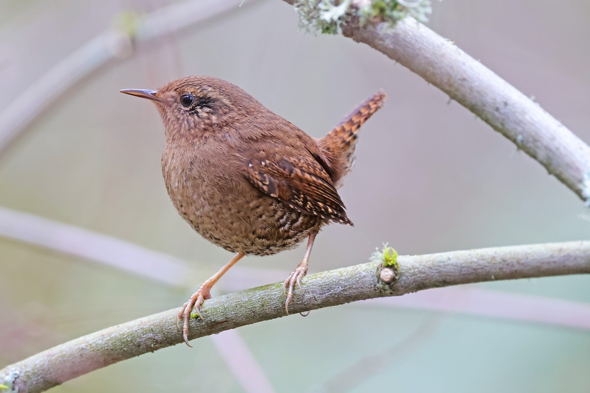 Pacific Wren - ML631774389