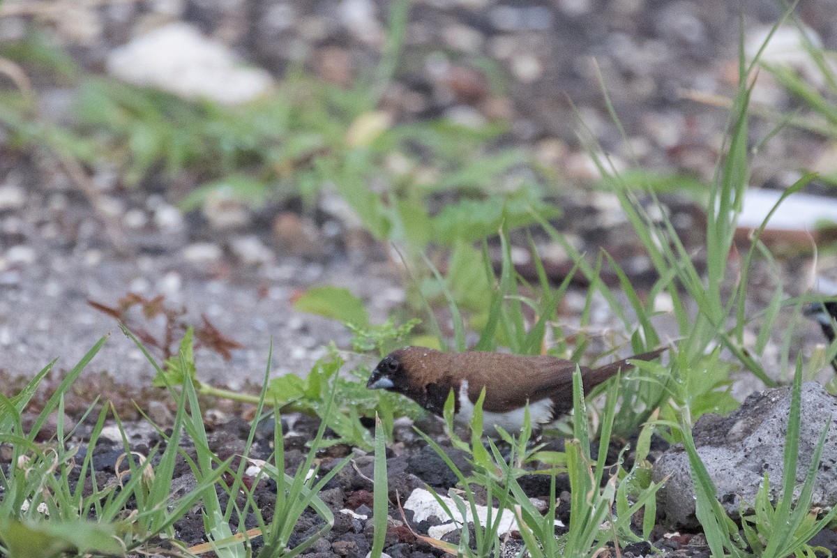 Javan Munia - ML631774480