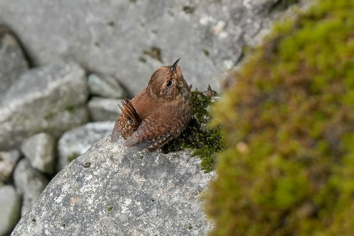 Pacific Wren - ML631774550