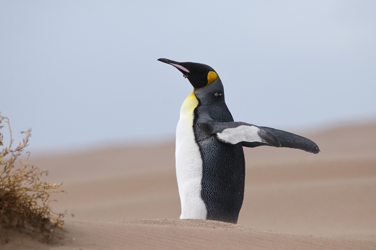 King Penguin - ML631774577