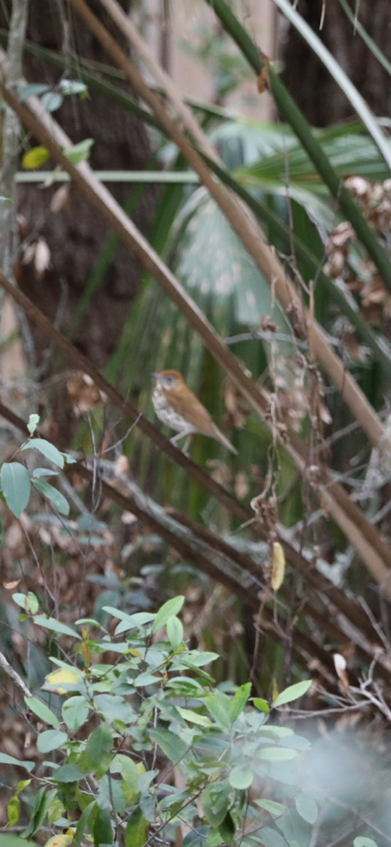 drozd rezavohlavý - ML631774584