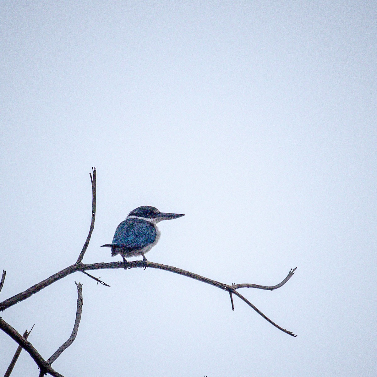 Collared Kingfisher (Collared) - ML631774605