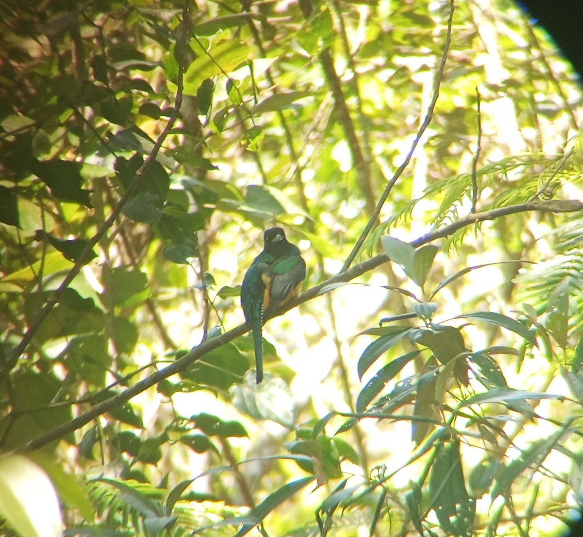 Gartered Violaceous Trogon - ML631774758