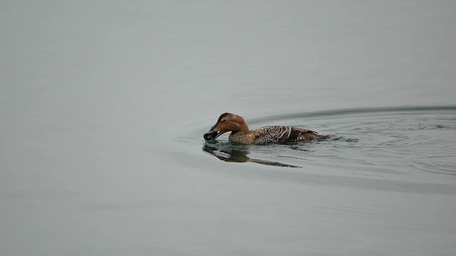 Eider arrunta (dresseri) - ML631774828