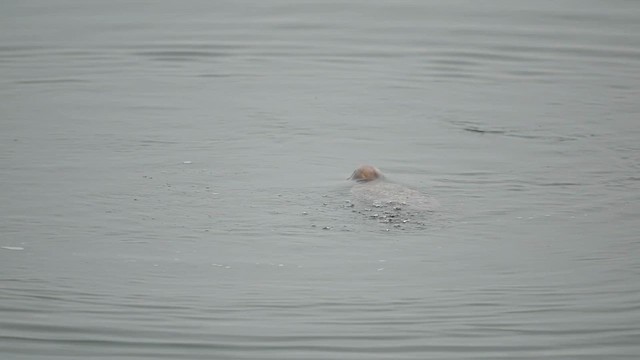 Eider arrunta (dresseri) - ML631774835