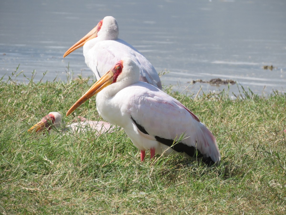 Yellow-billed Stork - ML631774982