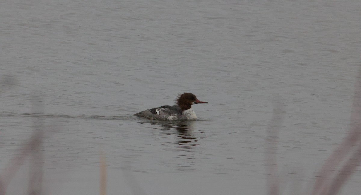Common Merganser - ML631775123