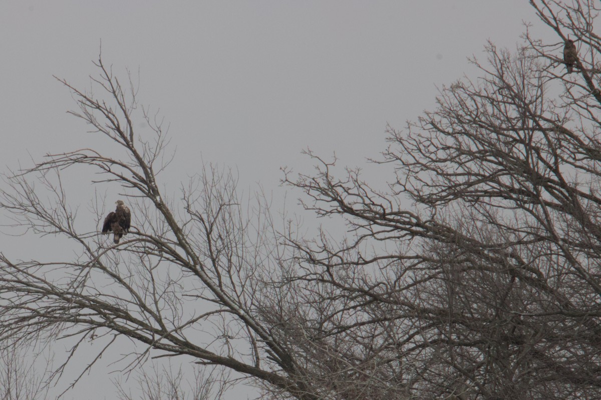 Bald Eagle - ML631775178