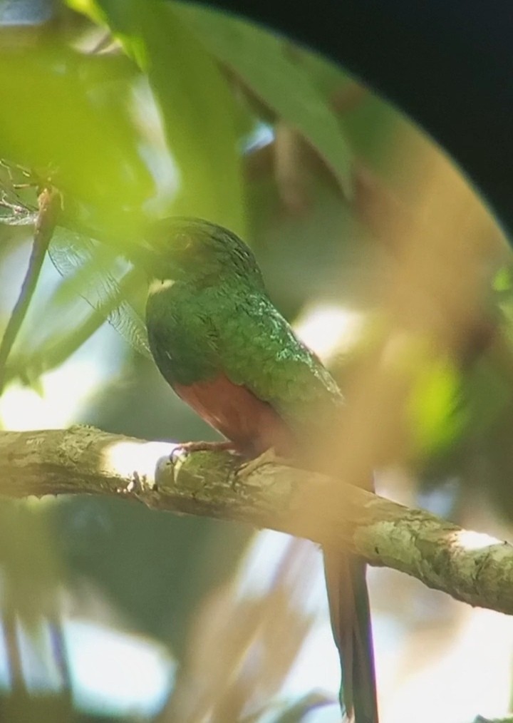 Rufous-tailed Jacamar - ML631775243