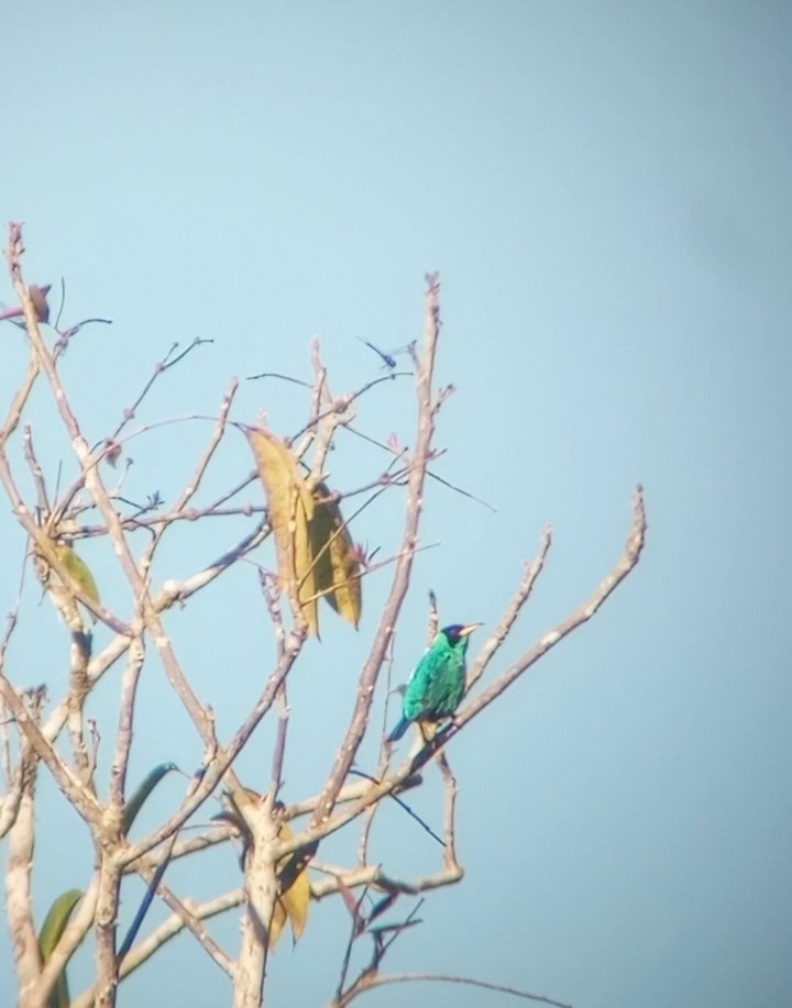 Green Honeycreeper - ML631775379