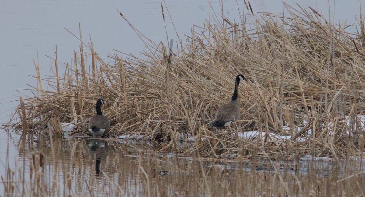 Canada Goose - ML631775399