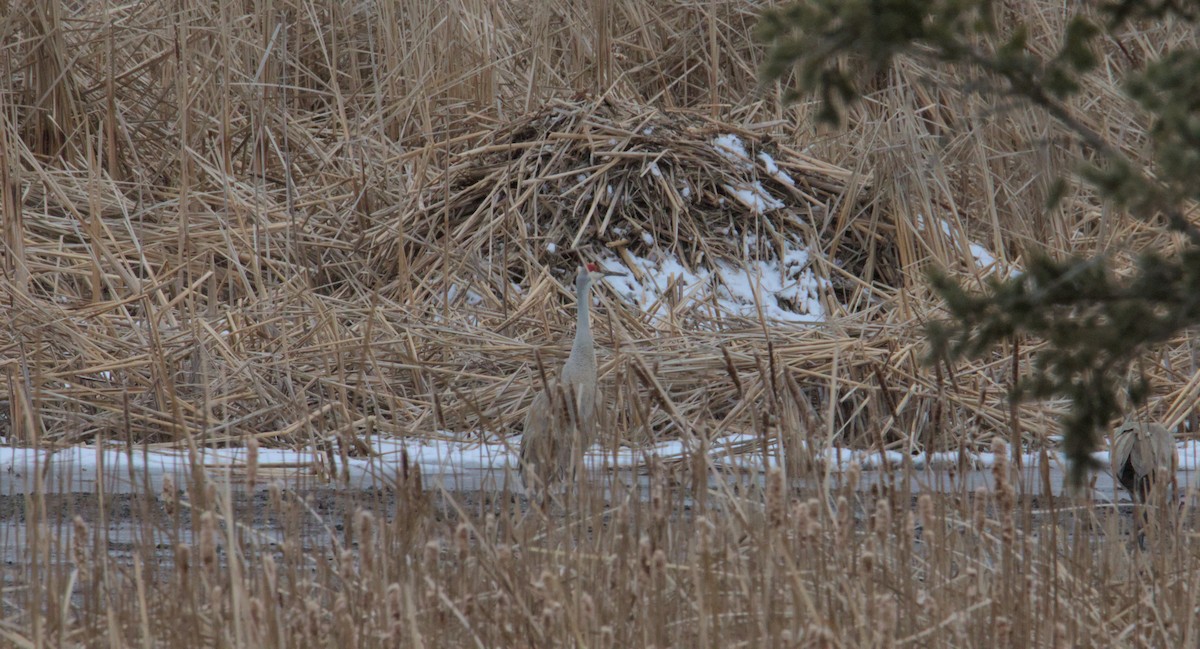 Sandhill Crane - ML631775403