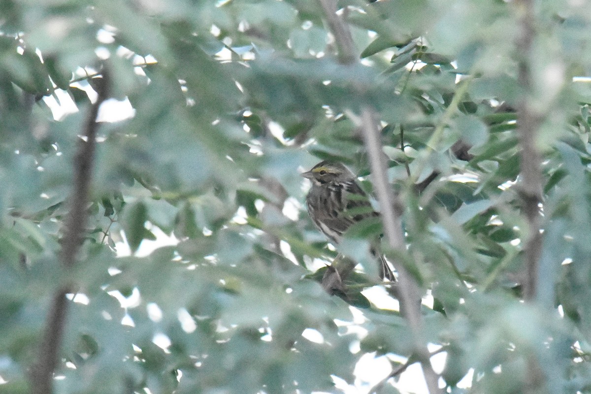 Savannah Sparrow - ML631775420