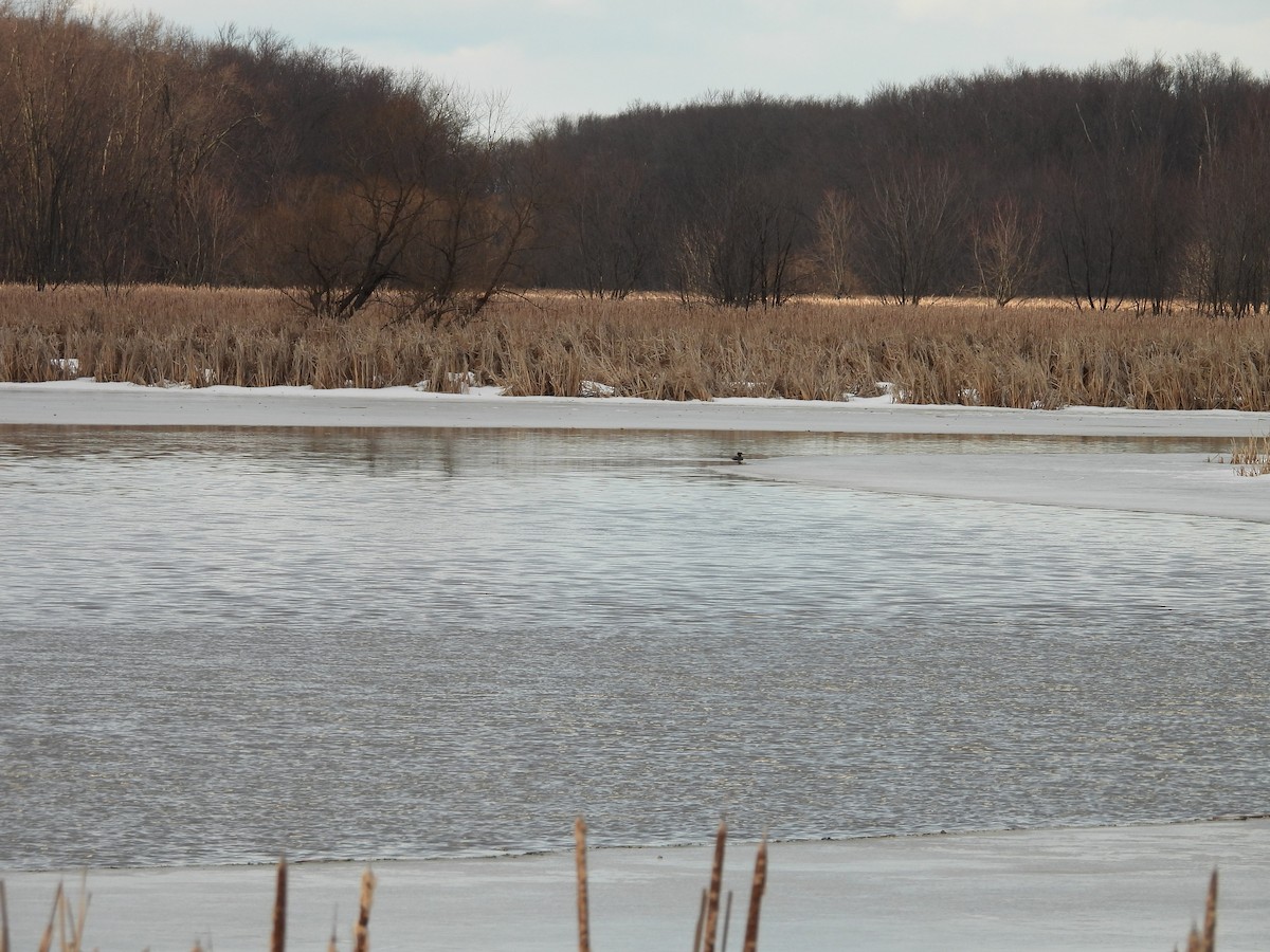 カワアイサ - ML631775438