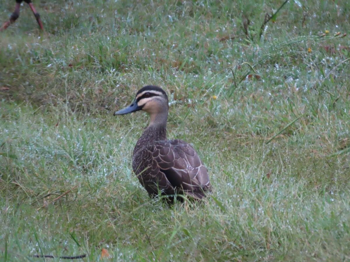 Pacific Black Duck - ML631775439