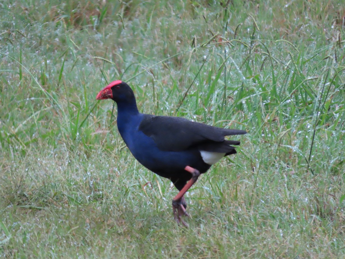 Australasian Swamphen - ML631775466