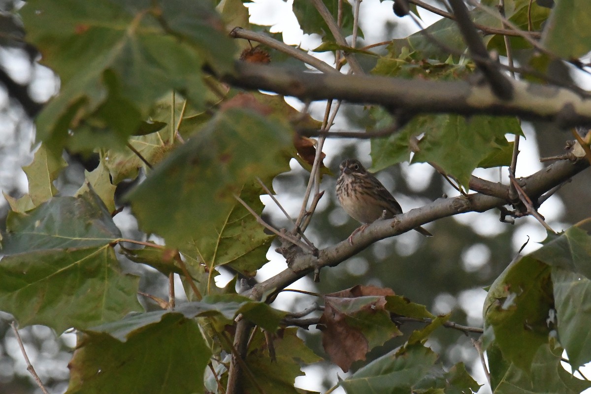 Vesper Sparrow - ML631775472