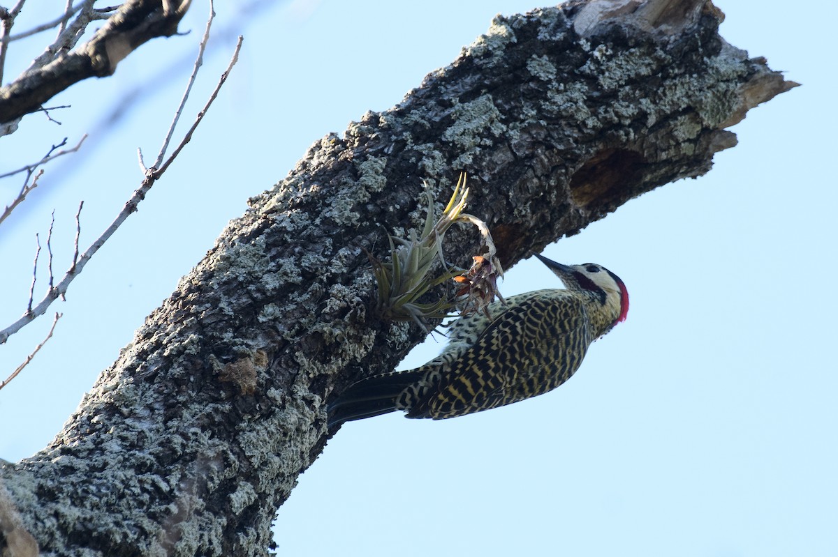 Green-barred Woodpecker - ML631775475