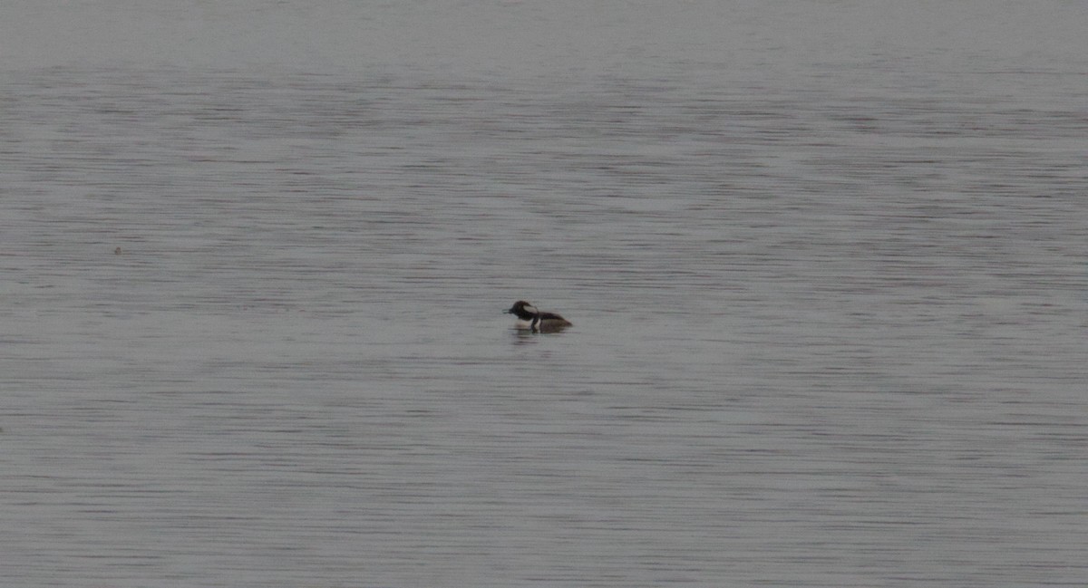 Hooded Merganser - ML631775500