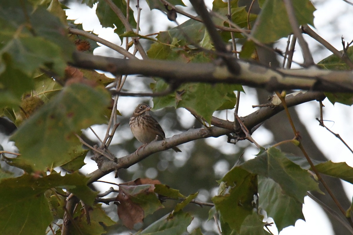 Vesper Sparrow - ML631775506