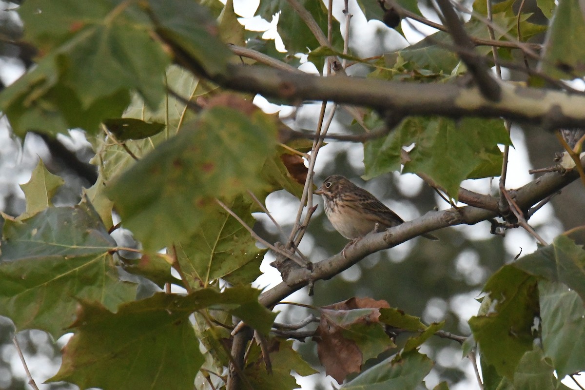Vesper Sparrow - ML631775543