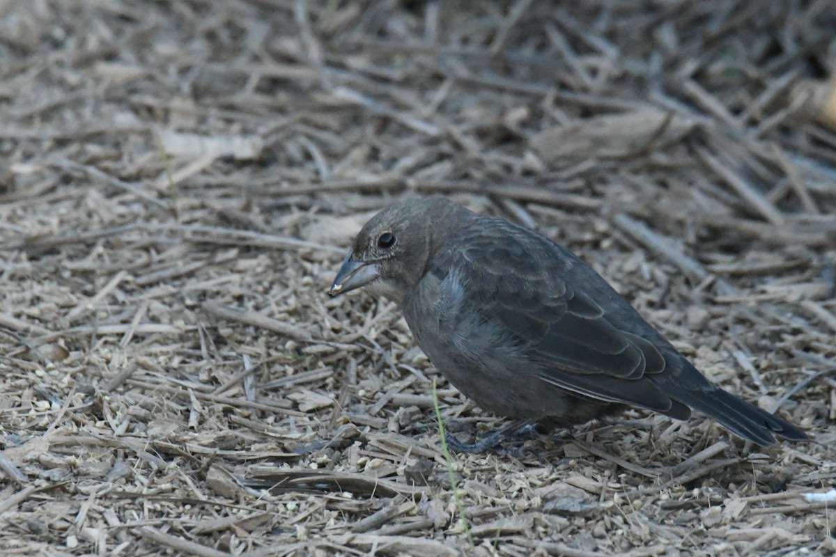 Brown-headed Cowbird - ML631775604