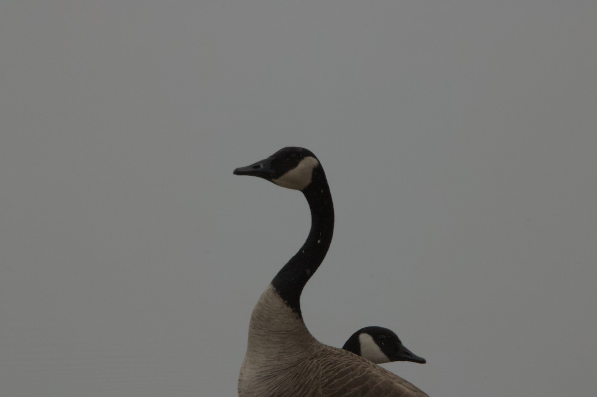 Canada Goose - ML631775627