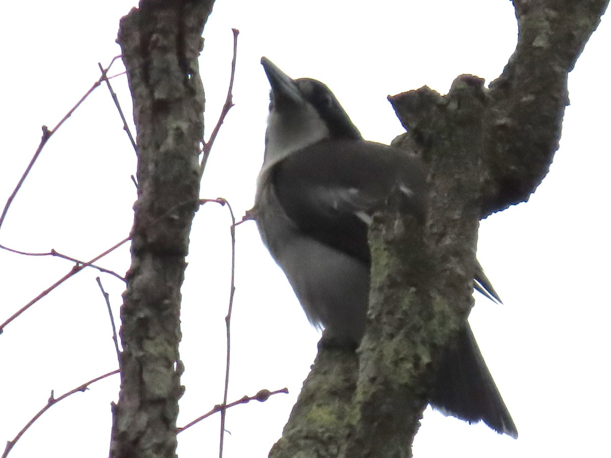 Gray Butcherbird - ML631775663
