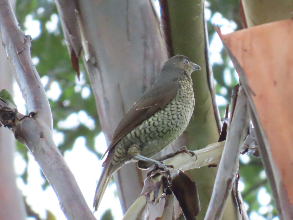 Satin Bowerbird - ML631775709