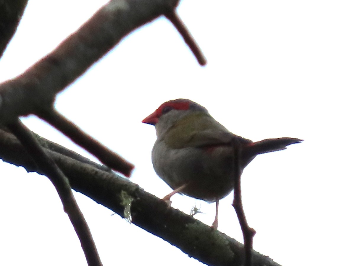 Red-browed Firetail - ML631775739