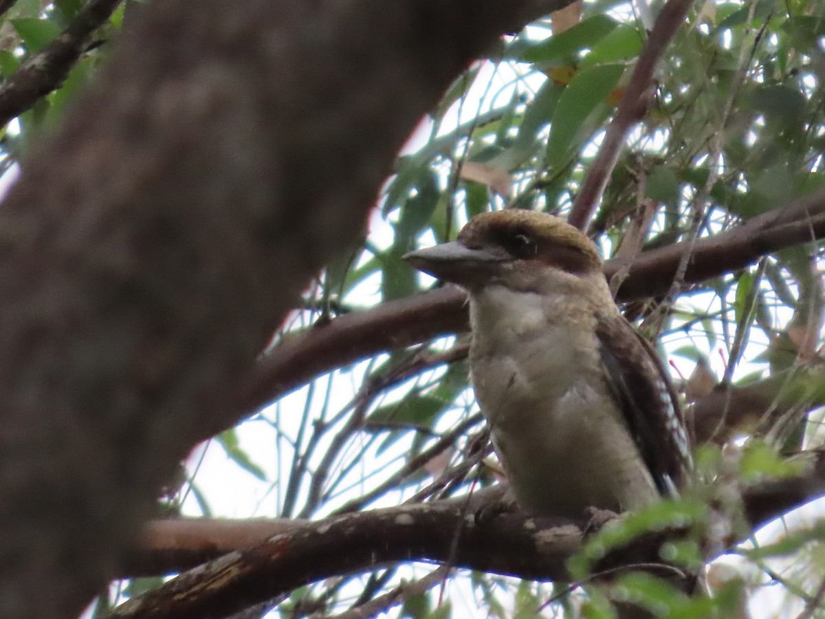 Laughing Kookaburra - ML631775752