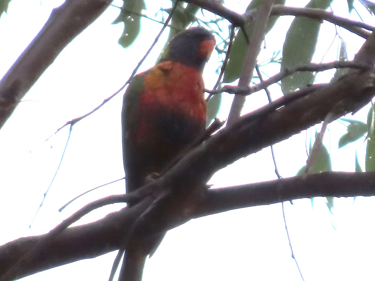 Rainbow Lorikeet - ML631775782