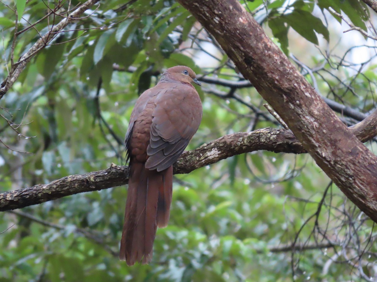 Brown Cuckoo-Dove - ML631775791
