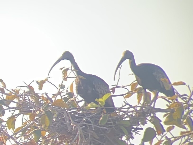 Giant Ibis - ML631775860