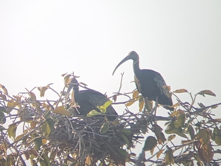 Giant Ibis - ML631775861