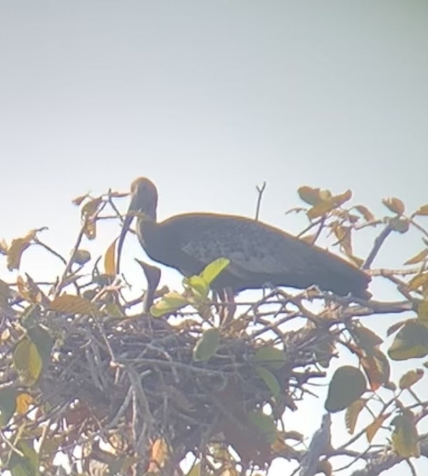 Giant Ibis - ML631775862